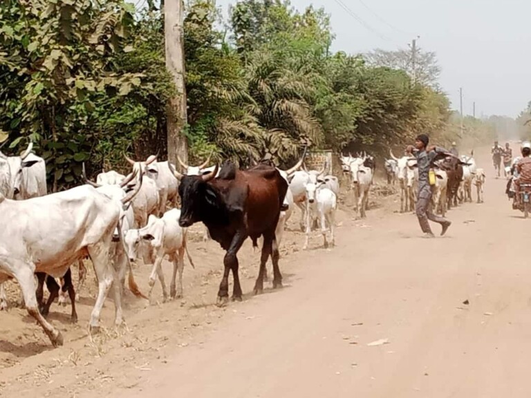 Bénin: conditions et modalités de la campagne nationale de transhumance 2022-2023